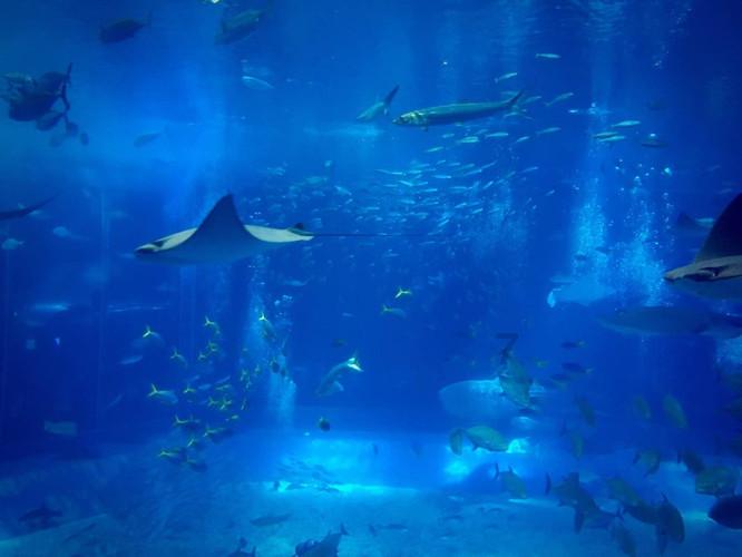 春运启动!洛阳龙门站预计发送旅客103万人